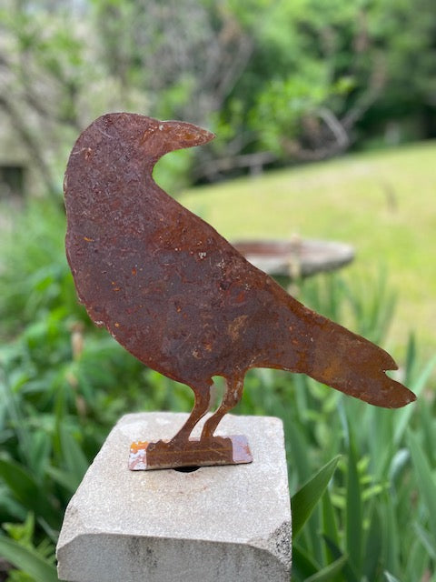Crow Over the Shoulder