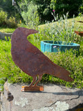 Crow Over the Shoulder