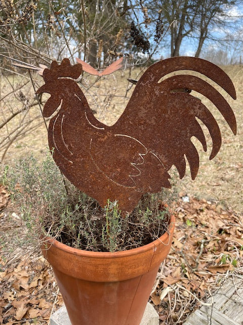 Best Rooster Ever!