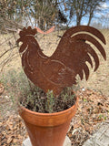 Best Rooster Ever!