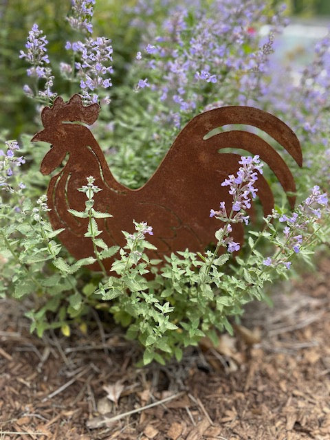 Best Rooster Ever!