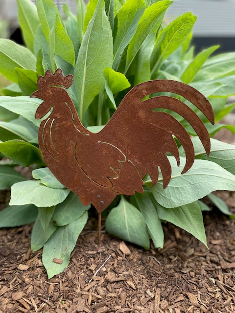 Best Rooster Ever!