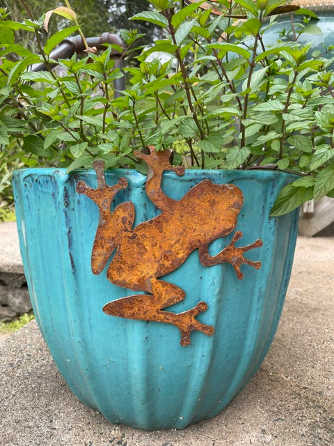 Tree Frog