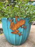 Tree Frog